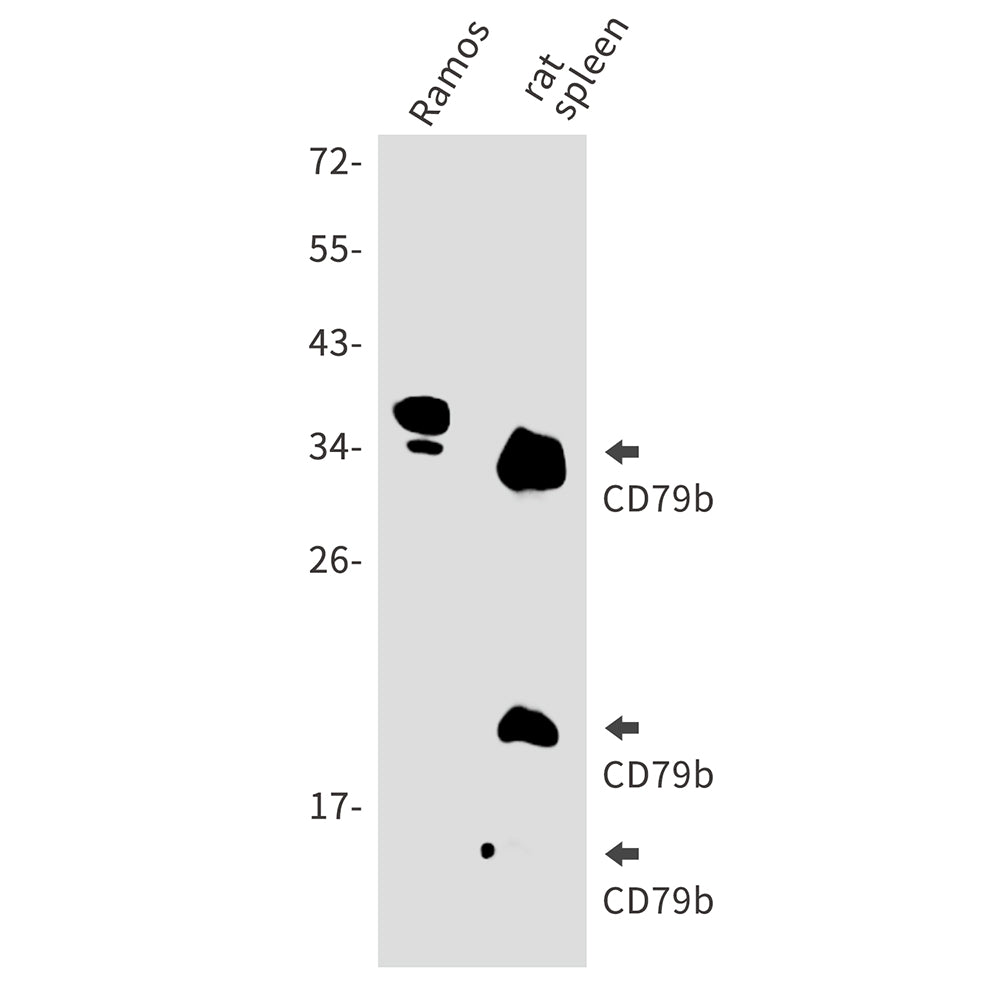 Anti-CD79B Rabbit Polyclonal Antibody
