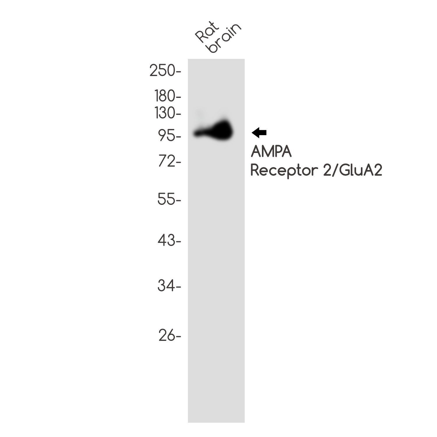 Anti-AMPA Receptor 2 Rabbit Polyclonal Antibody