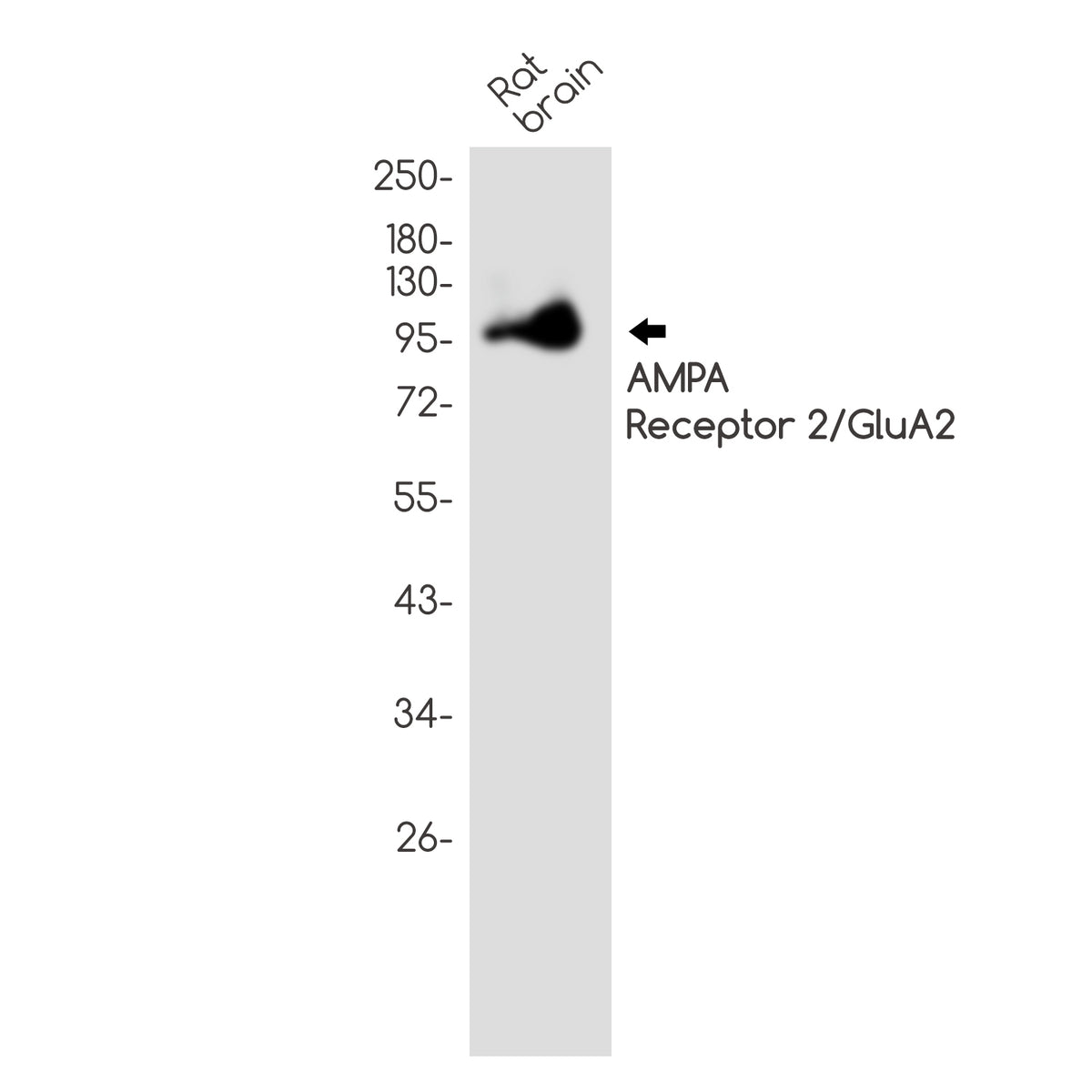 Anti-AMPA Receptor 2 Rabbit Polyclonal Antibody