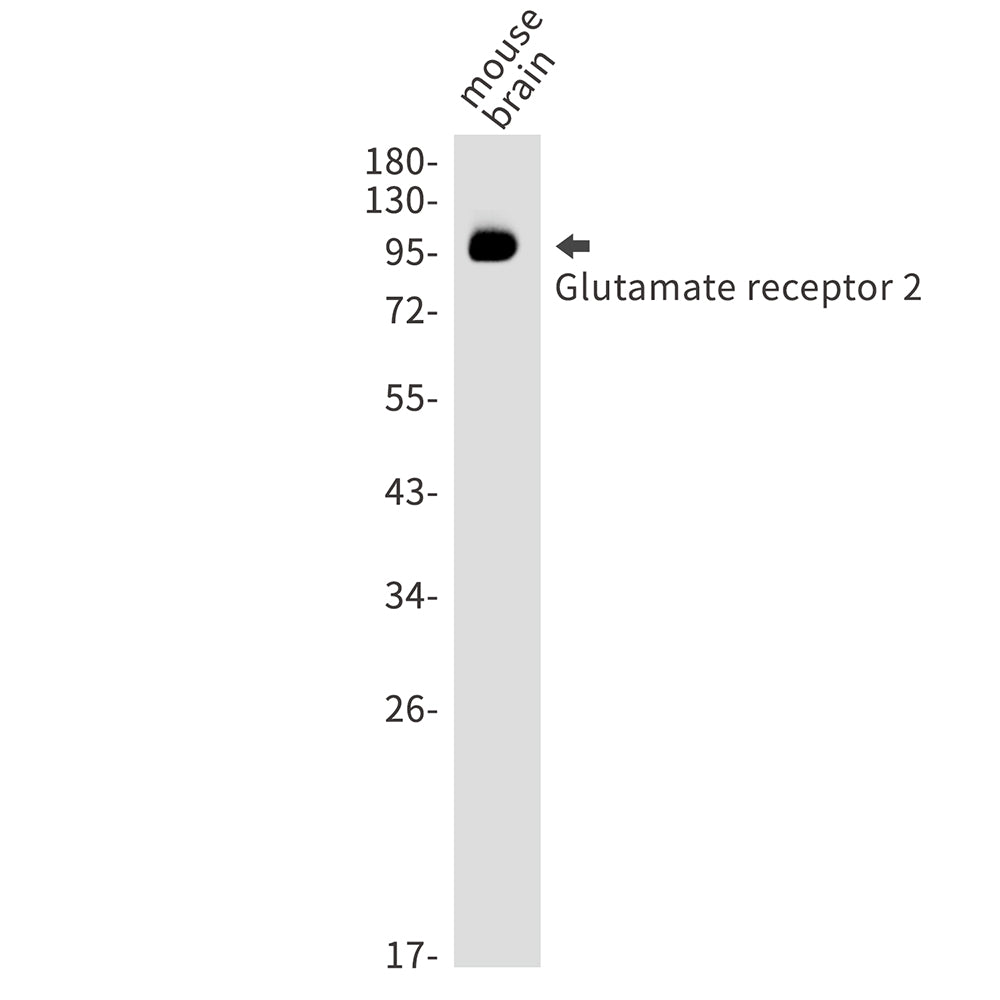 Anti-AMPA Receptor 2 Rabbit Polyclonal Antibody
