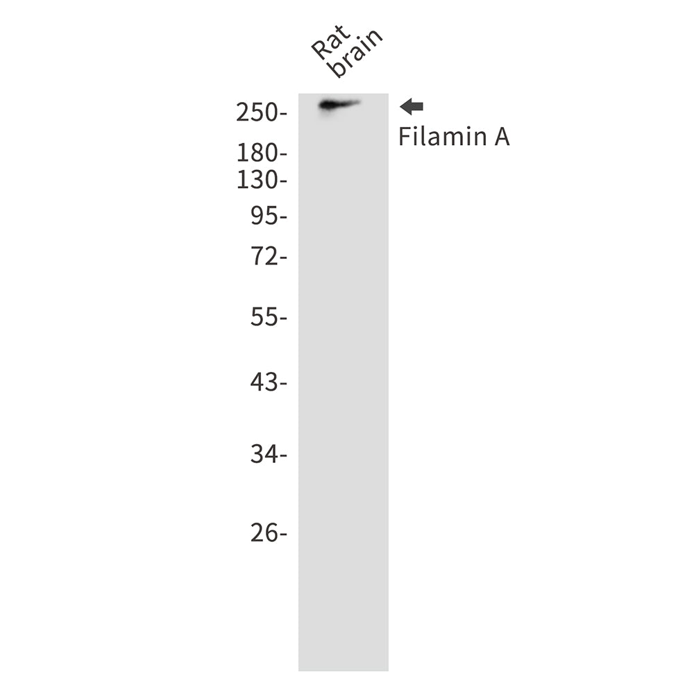 Anti-Filamin A Rabbit Polyclonal Antibody