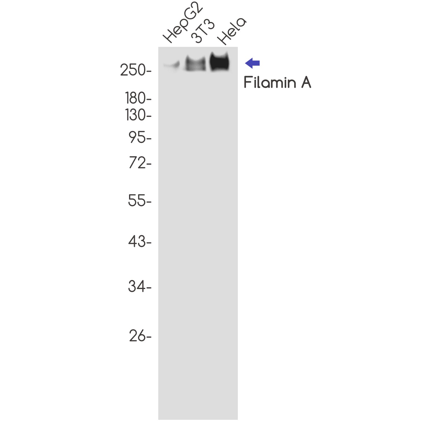 Anti-Filamin A Rabbit Polyclonal Antibody