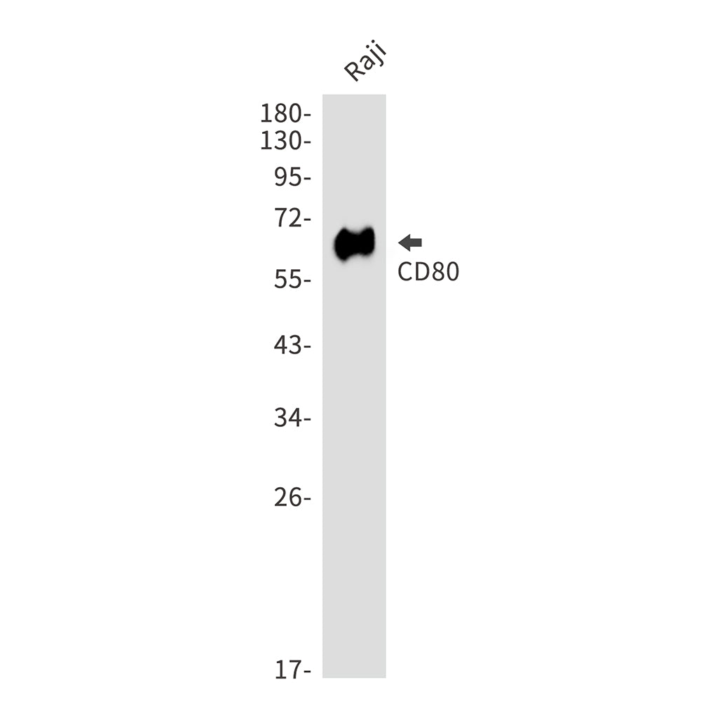 Anti-CD80 Rabbit Polyclonal Antibody