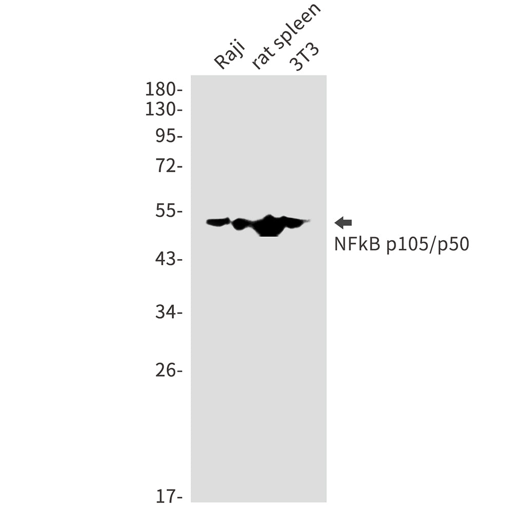 Anti-NF-KB p105 Rabbit Polyclonal Antibody