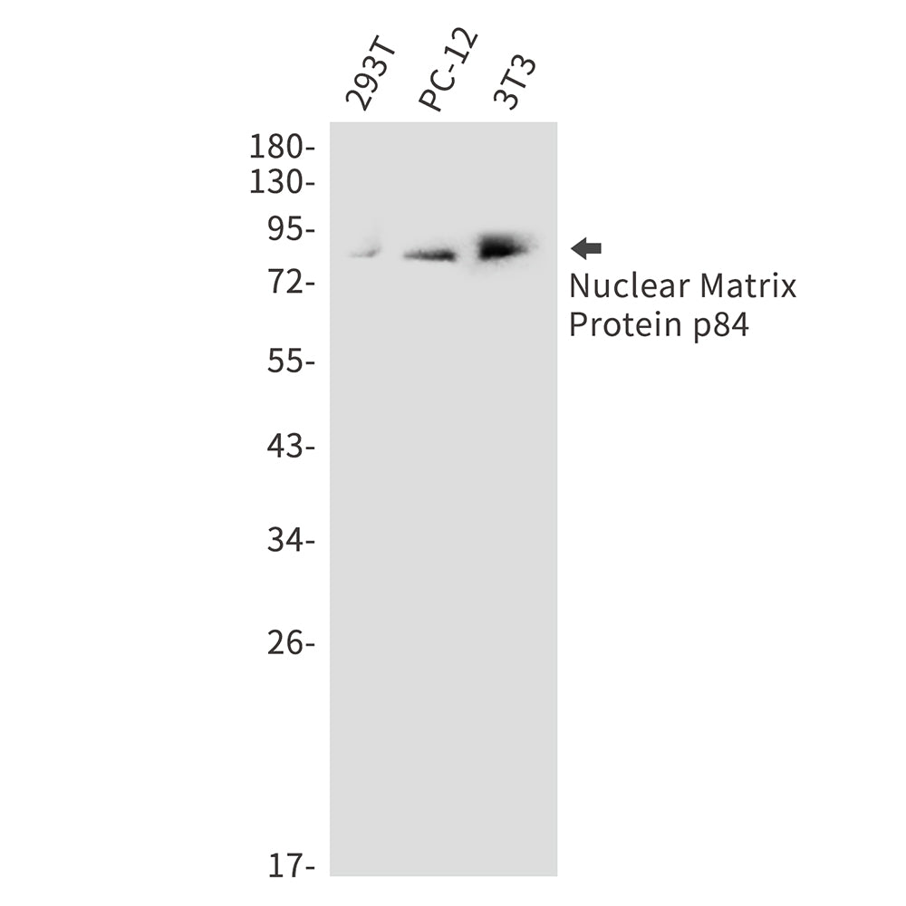 Anti-THO Complex Subunit 1 Rabbit Polyclonal Antibody