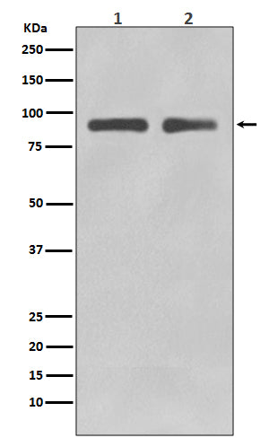 Anti-FOXO3 Rabbit Polyclonal Antibody
