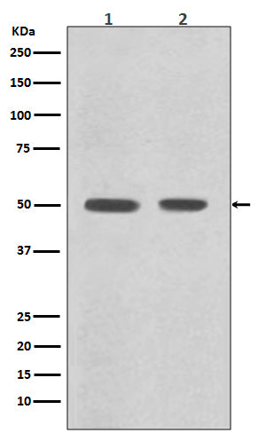 Anti-Desmin Rabbit Polyclonal Antibody
