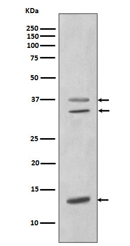 Anti-CEBPB Rabbit Polyclonal Antibody