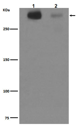 Anti-Tenascin Rabbit Polyclonal Antibody