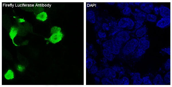 Anti-Firefly Luciferase Rabbit Polyclonal Antibody