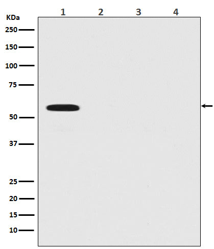 Anti-Firefly Luciferase Rabbit Polyclonal Antibody