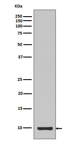 Anti-IGF1 Rabbit Polyclonal Antibody