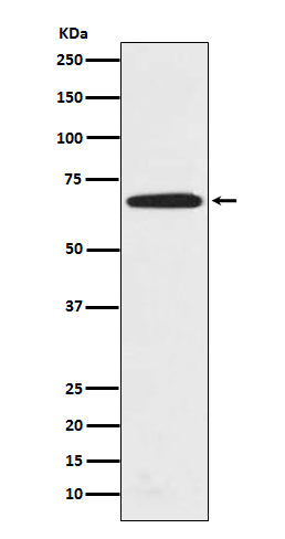 Anti-PRMT5 Rabbit Polyclonal Antibody