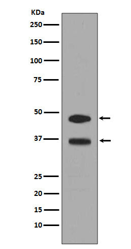 Anti-Fos B Rabbit Polyclonal Antibody