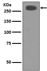 Anti-Acetyl Coenzyme A Carboxylase Rabbit Polyclonal Antibody