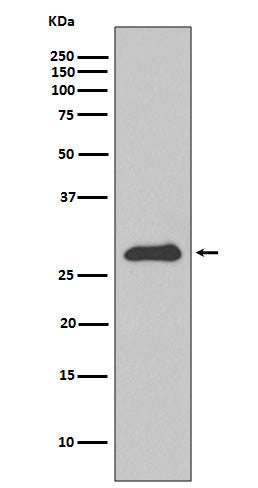 Anti-ApoA1 Rabbit Polyclonal Antibody