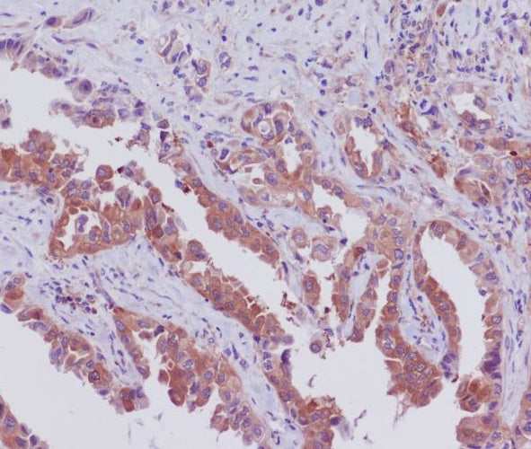 Anti-SGK1 Rabbit Polyclonal Antibody