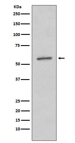 Anti-SGK1 Rabbit Polyclonal Antibody
