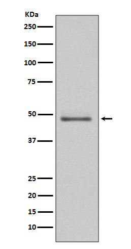 Anti-MEK5 Rabbit Polyclonal Antibody