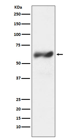 Anti-c-Fos Rabbit Polyclonal Antibody