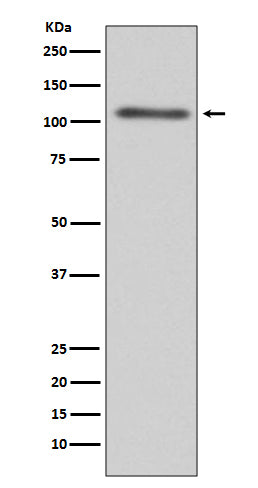 Anti-C3 Rabbit Polyclonal Antibody