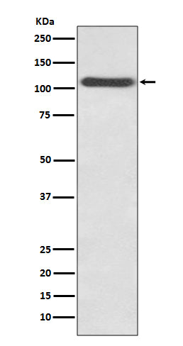 Anti-CD62P Rabbit Polyclonal Antibody