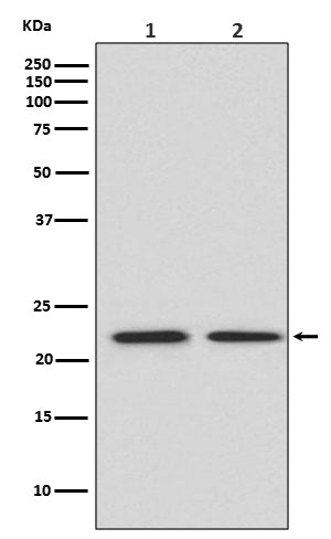 Anti-FGF21 Rabbit Polyclonal Antibody