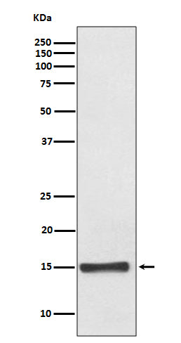 Anti-FABP4 Rabbit Polyclonal Antibody