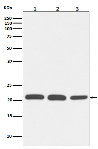 Anti-Rac Rabbit Polyclonal Antibody