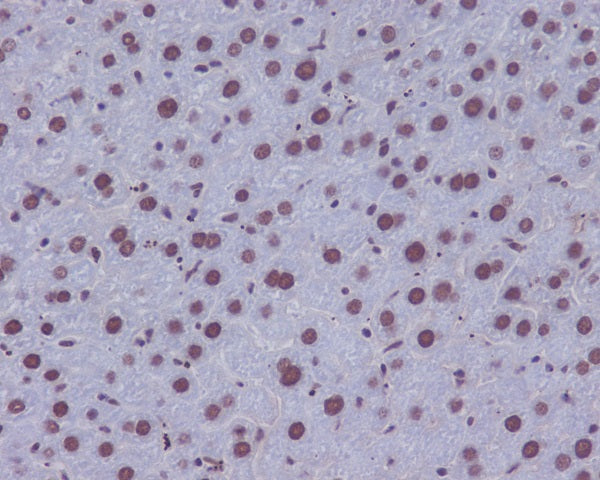 Anti-53BP1 Rabbit Polyclonal Antibody