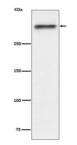 Anti-53BP1 Rabbit Polyclonal Antibody