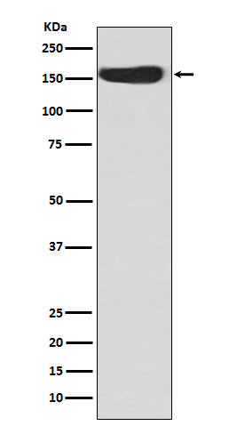 Anti-CD163 Rabbit Polyclonal Antibody