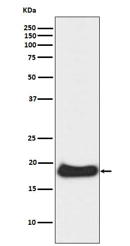Anti-Claudin 1 Rabbit Polyclonal Antibody