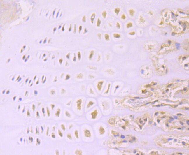 Anti-Aggrecan Rabbit Polyclonal Antibody