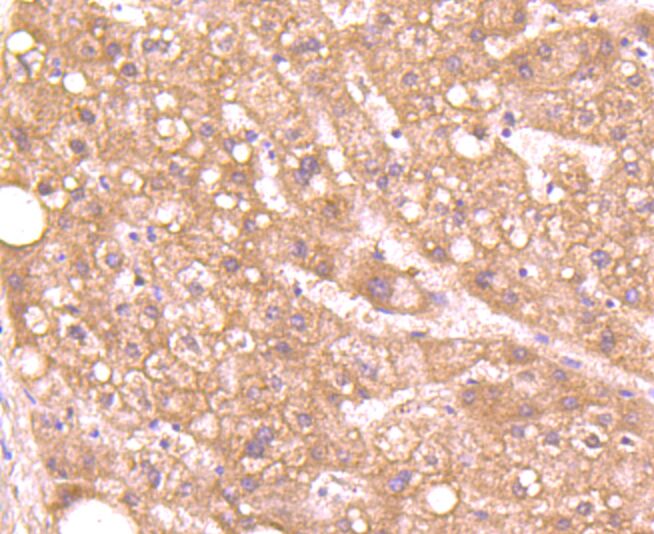 Anti-Aggrecan Rabbit Polyclonal Antibody