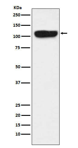 Anti-ITCH Rabbit Polyclonal Antibody
