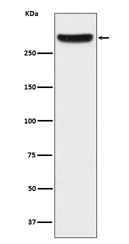 Anti-IP3 Receptor Rabbit Polyclonal Antibody