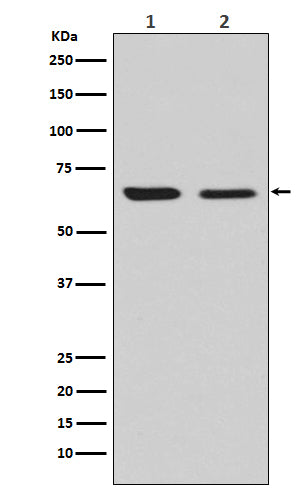 Anti-CRMP2 Rabbit Polyclonal Antibody