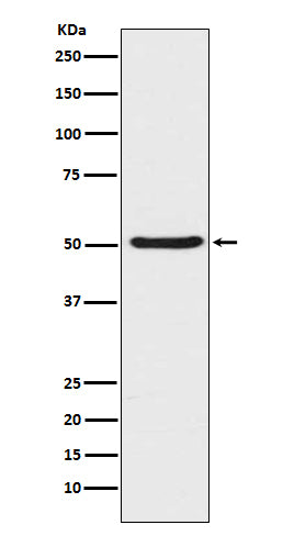 Anti-Angiopoietin 2 Rabbit Polyclonal Antibody