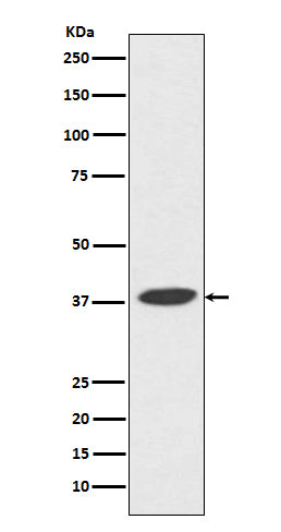 Anti-DNA Polymerase beta Rabbit Polyclonal Antibody