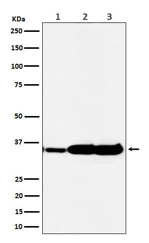 Anti-HuR Rabbit Polyclonal Antibody