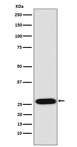 Anti-LIN28 Rabbit Polyclonal Antibody