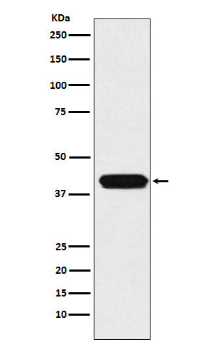 Anti-ATOH1 Rabbit Polyclonal Antibody