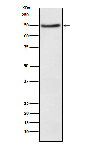 Anti-Niemann Pick C1 Like 1 Rabbit Polyclonal Antibody