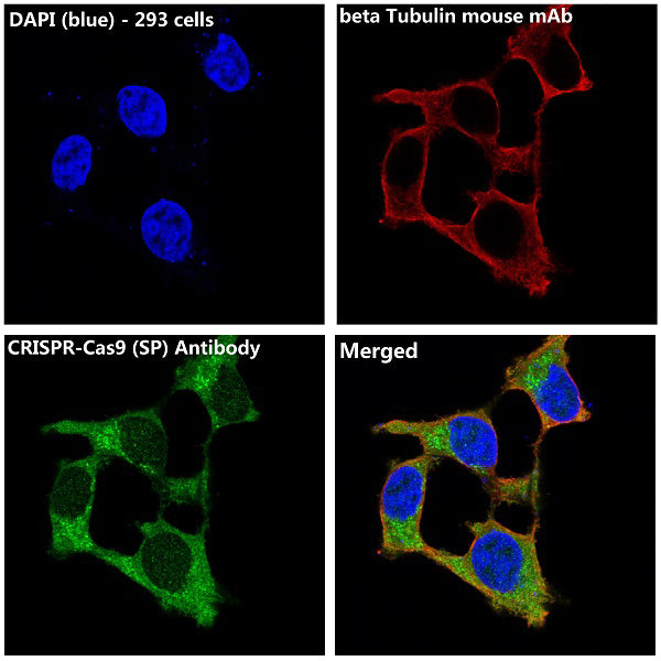 Anti-CRISPR Cas9 SP Rabbit Polyclonal Antibody