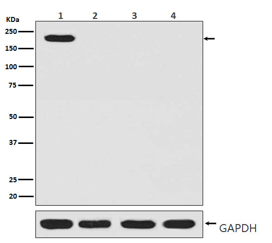 Anti-CRISPR Cas9 SP Rabbit Polyclonal Antibody
