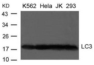 Anti-LC3A Rabbit Polyclonal Antibody
