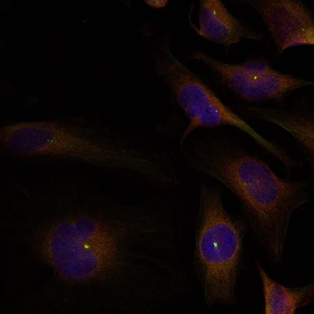 Anti-Cofilin Rabbit Polyclonal Antibody