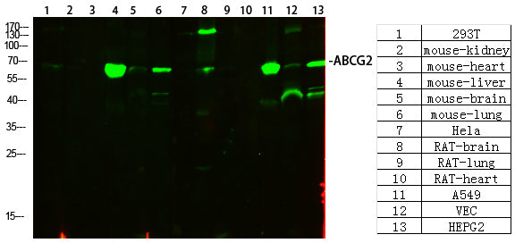 Anti-ABCG2 Rabbit Polyclonal Antibody