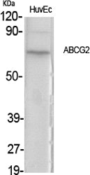 Anti-ABCG2 Rabbit Polyclonal Antibody